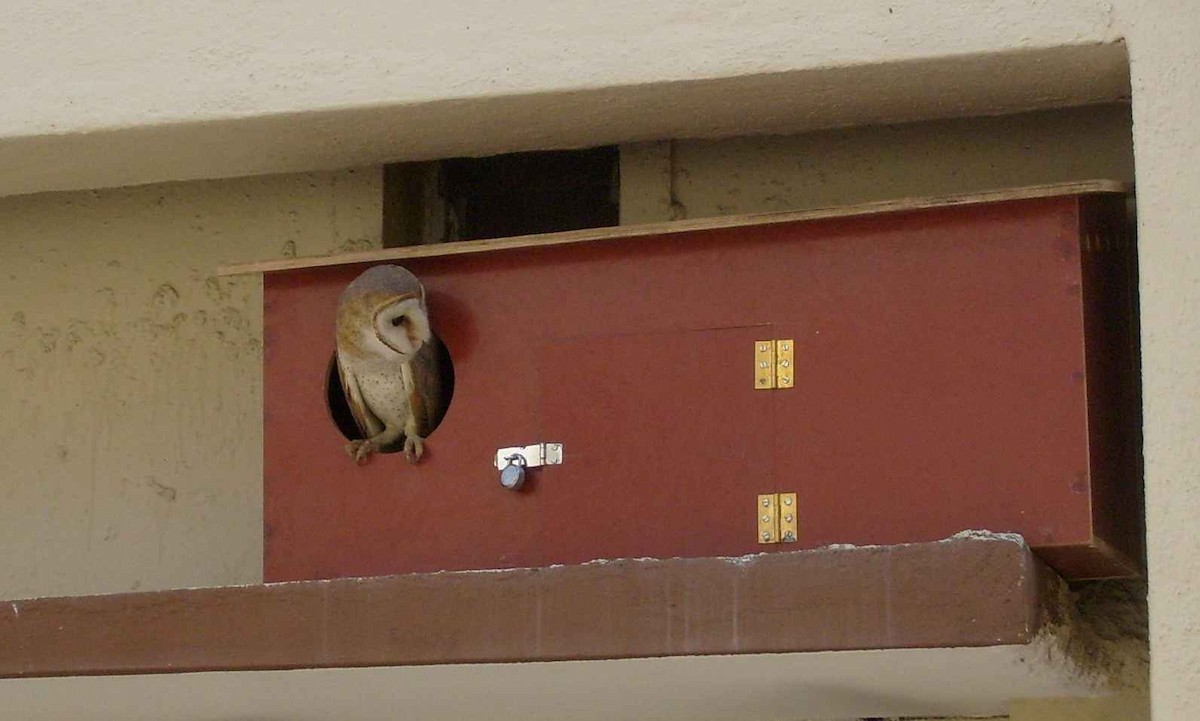 Barn Owl - Prasad JN