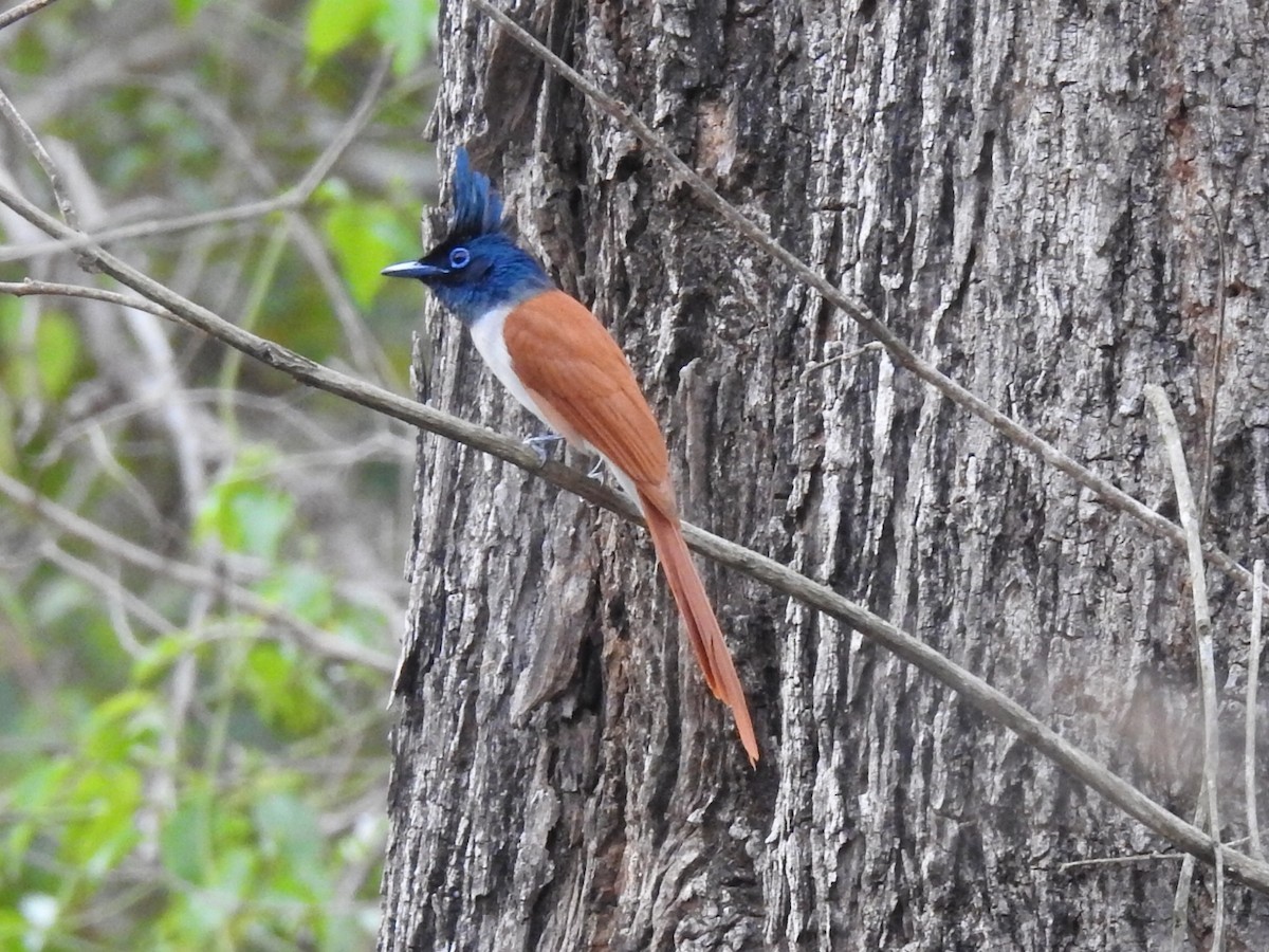 Indian Paradise-Flycatcher - ML533916591