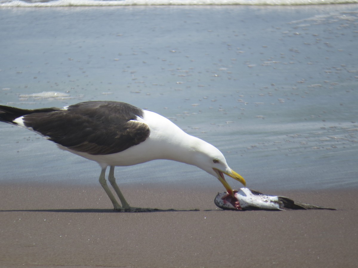 Kelp Gull - ML533916711