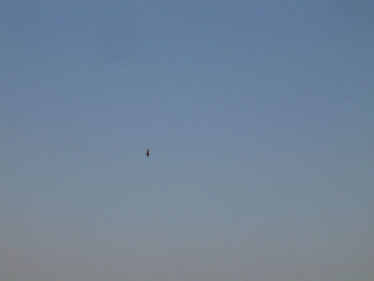 Aura Gallipavo - ML533916771