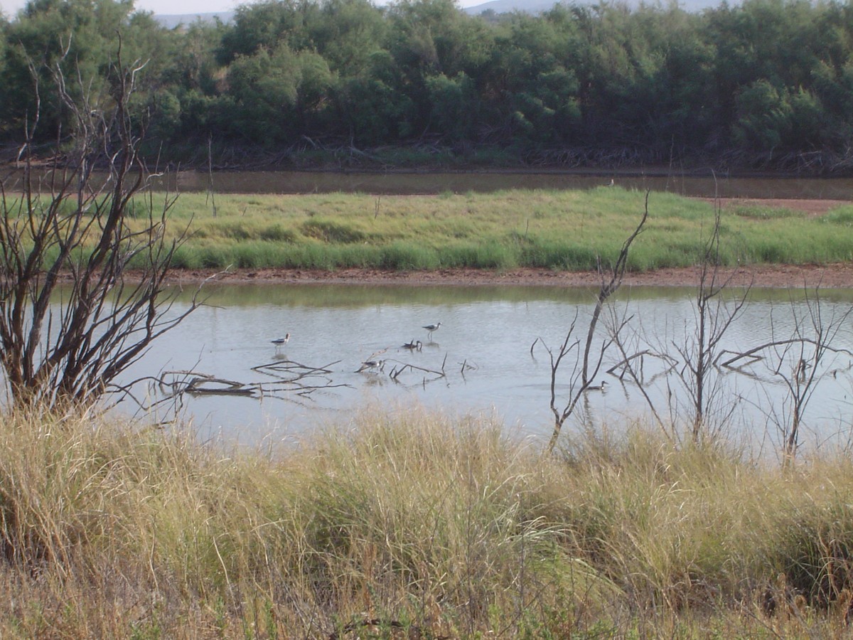 Avoceta Americana - ML533916811