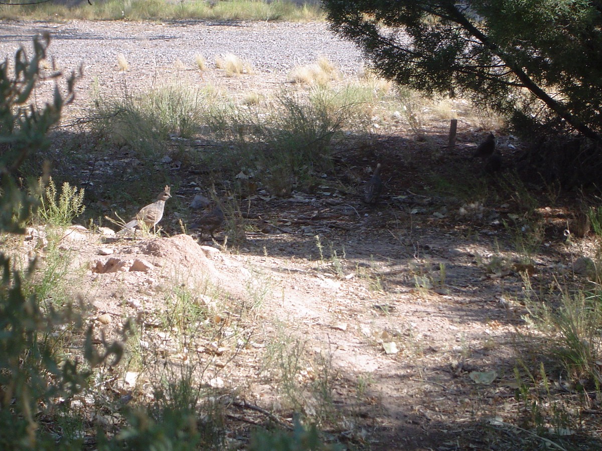 Colín Escamado - ML533917211