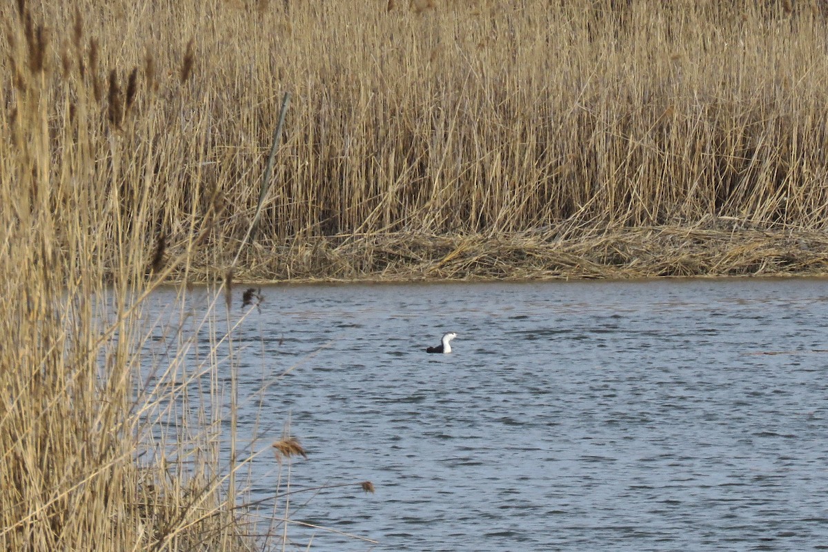 Red-throated Loon - ML53391741