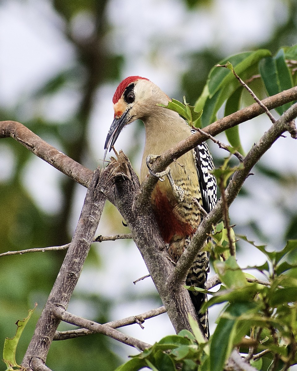 West Indian Woodpecker - Roberto Jovel