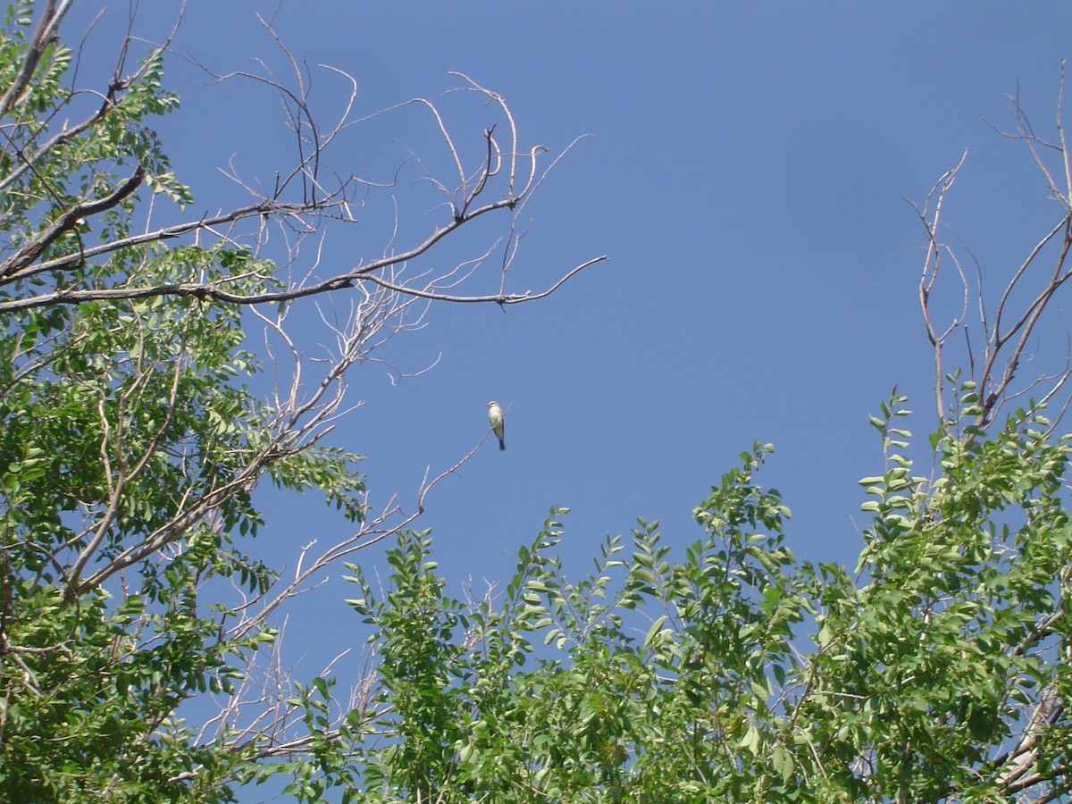 Western Kingbird - ML533917681