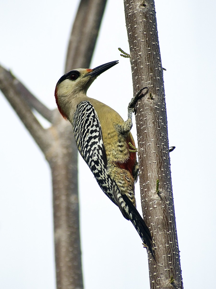 West Indian Woodpecker - ML533918061