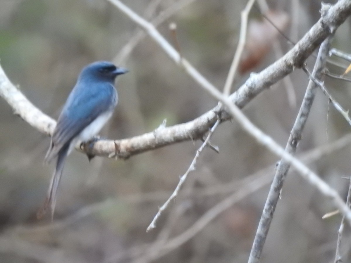 White-bellied Drongo - ML533918181