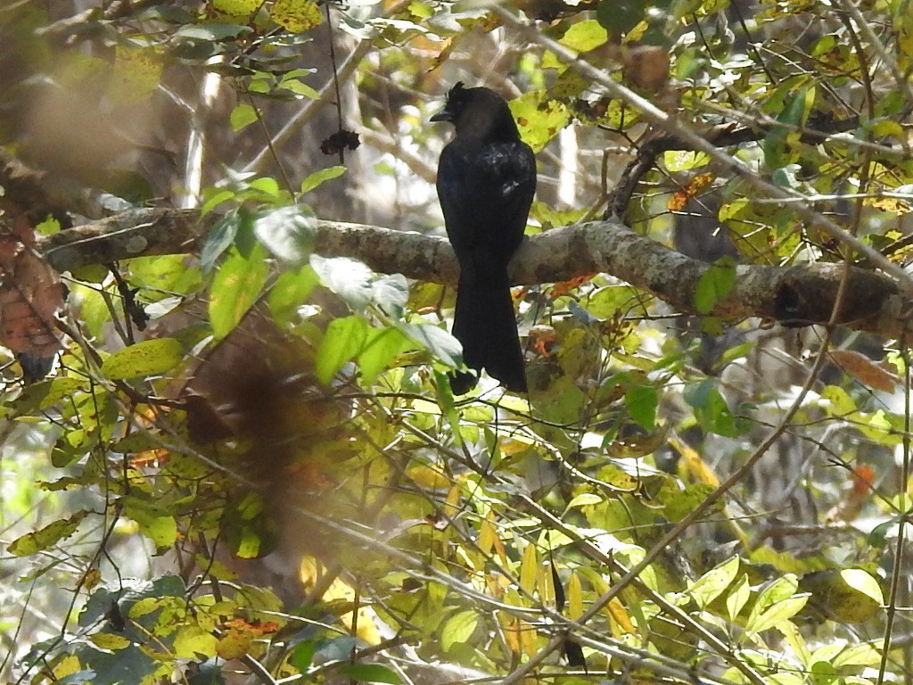 Greater Racket-tailed Drongo - ML533919261