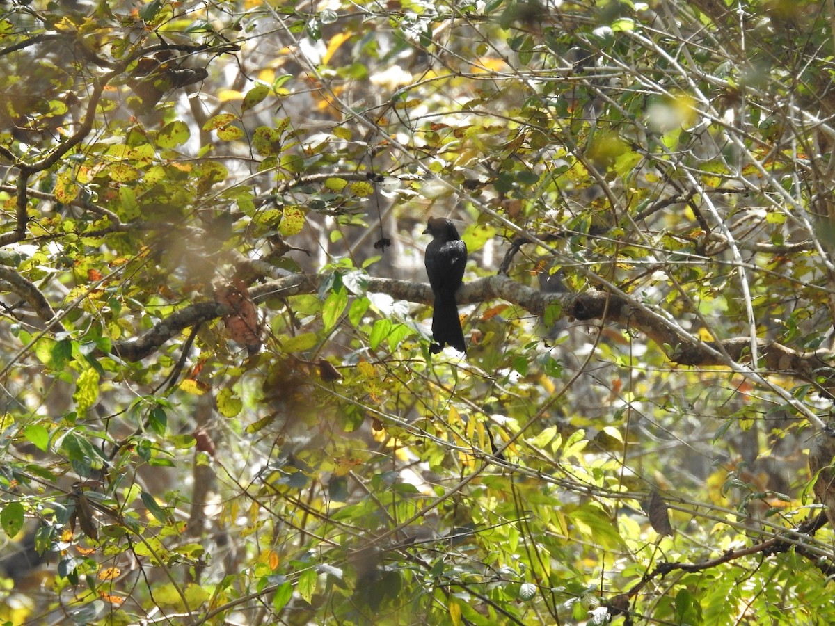 Greater Racket-tailed Drongo - ML533919271