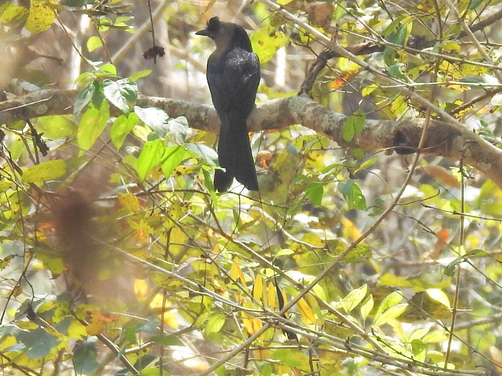 Greater Racket-tailed Drongo - ML533919291