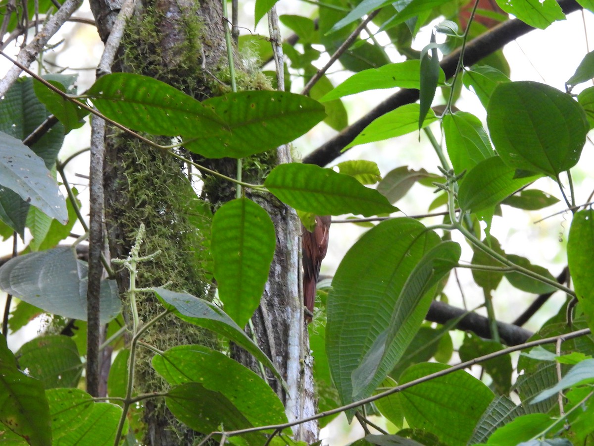 Montane Woodcreeper - ML533919531