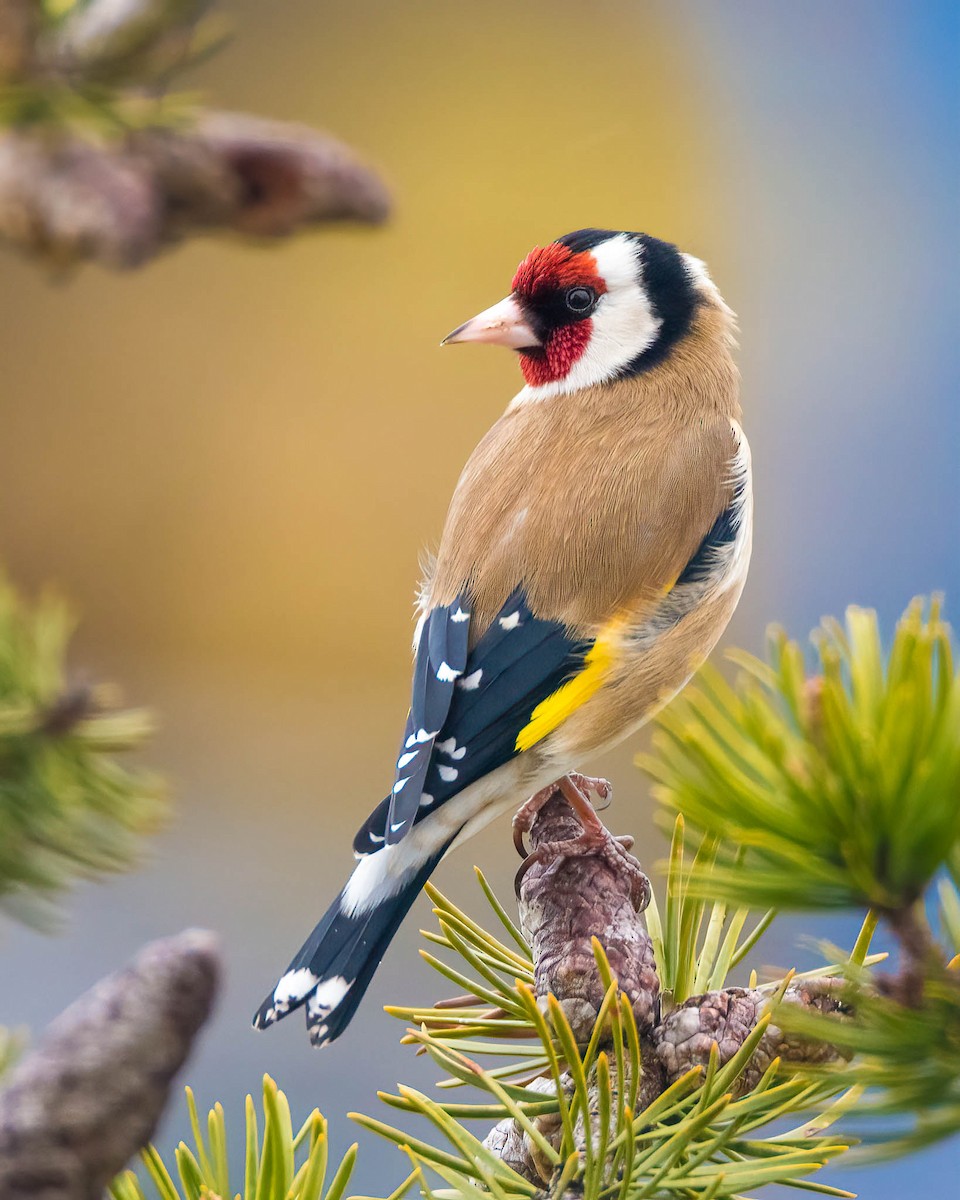 European Goldfinch - ML533920551