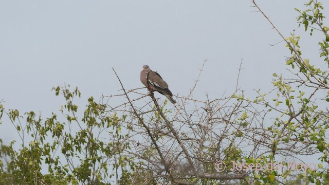 Bare-eyed Pigeon - ML533921041