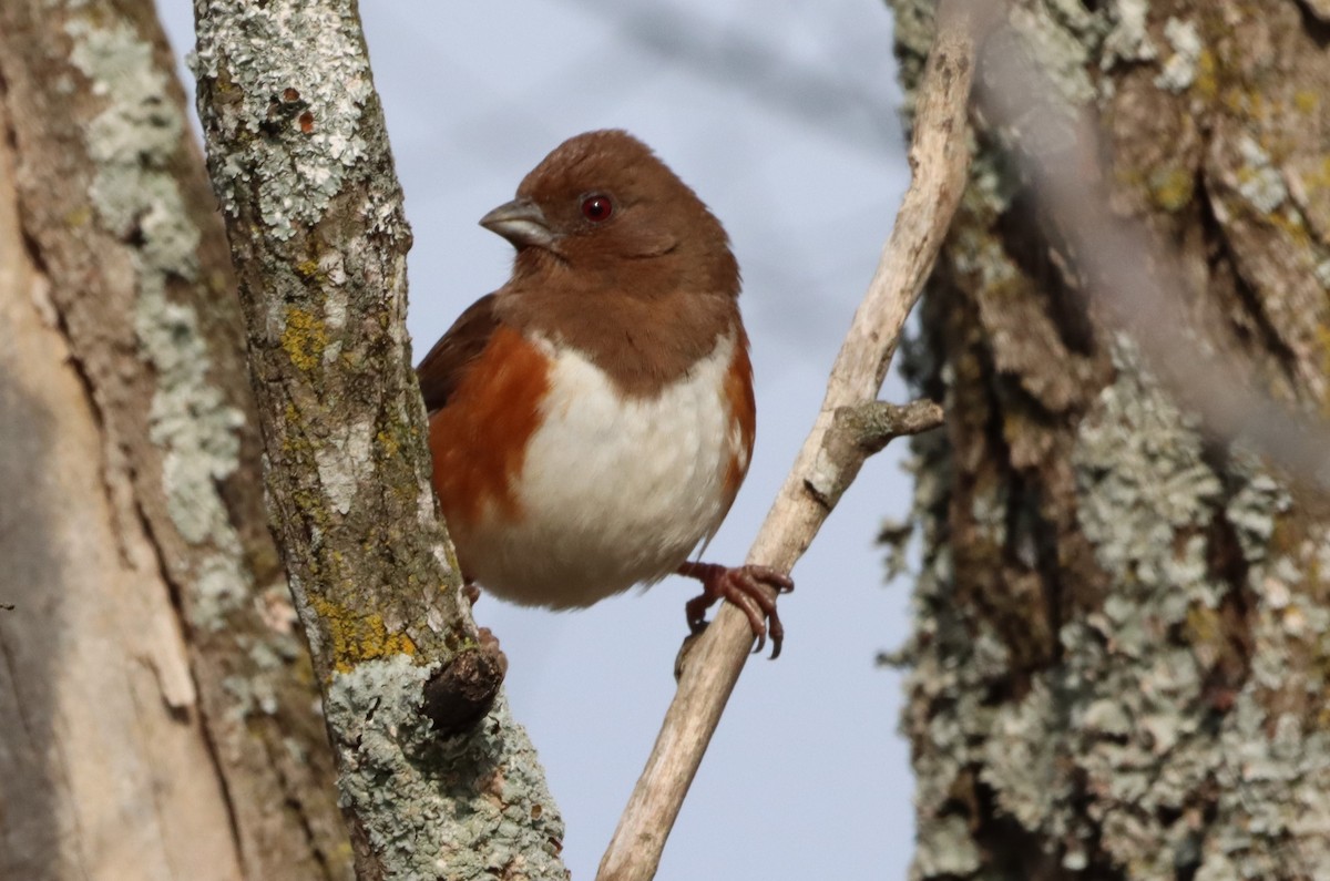 Eastern Towhee - ML533921441