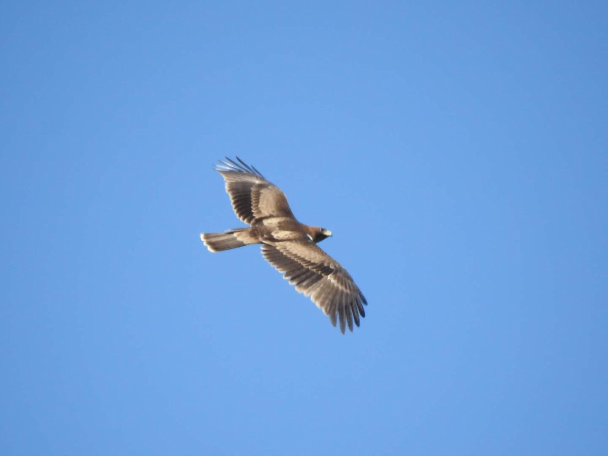 Booted Eagle - ML533922771