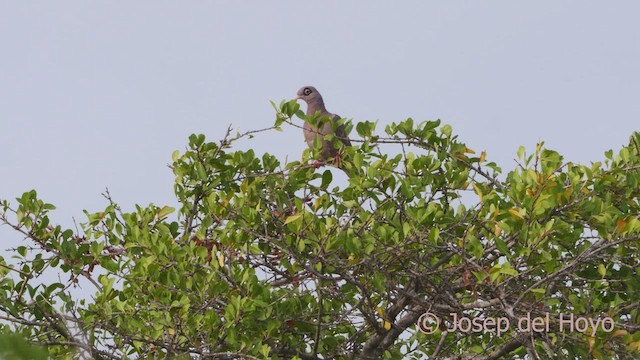 Bare-eyed Pigeon - ML533923111