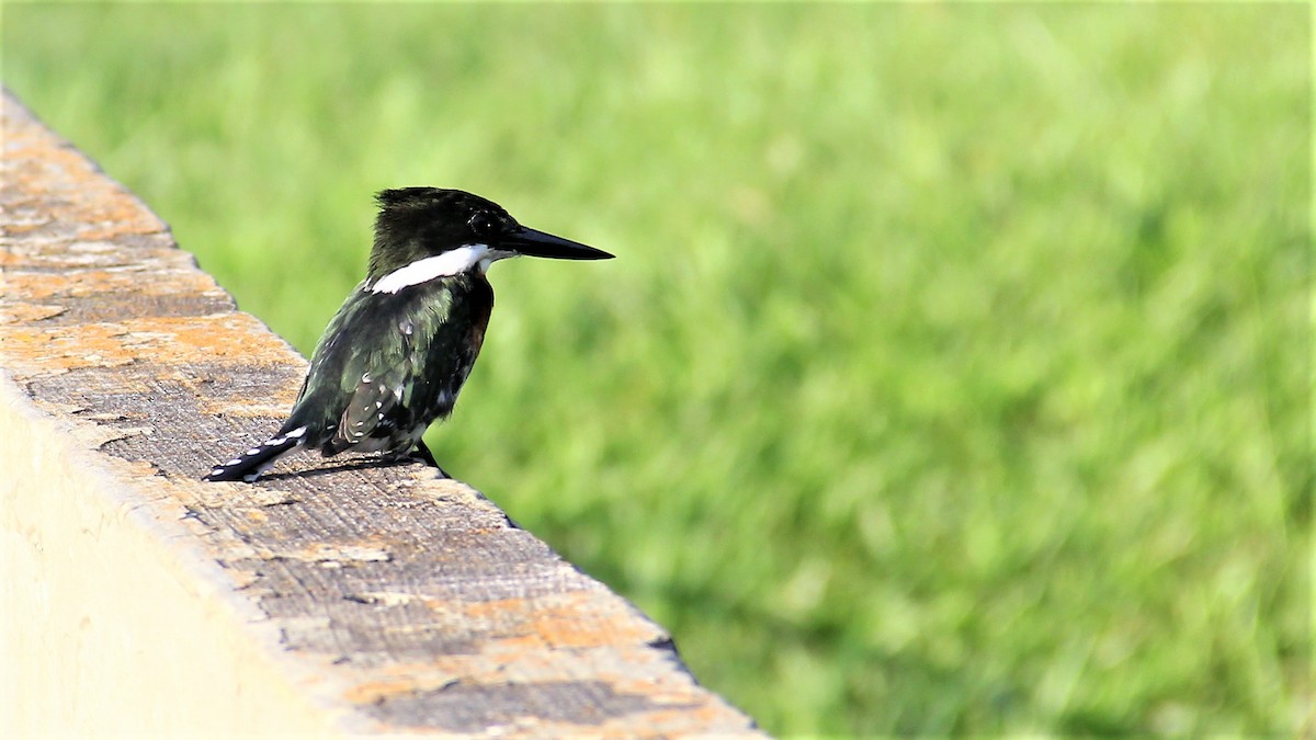 Green Kingfisher - ML53392401