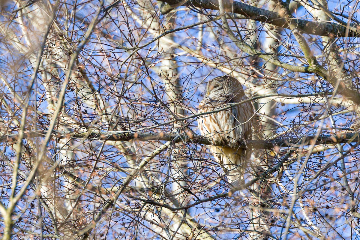 Barred Owl - ML533924091