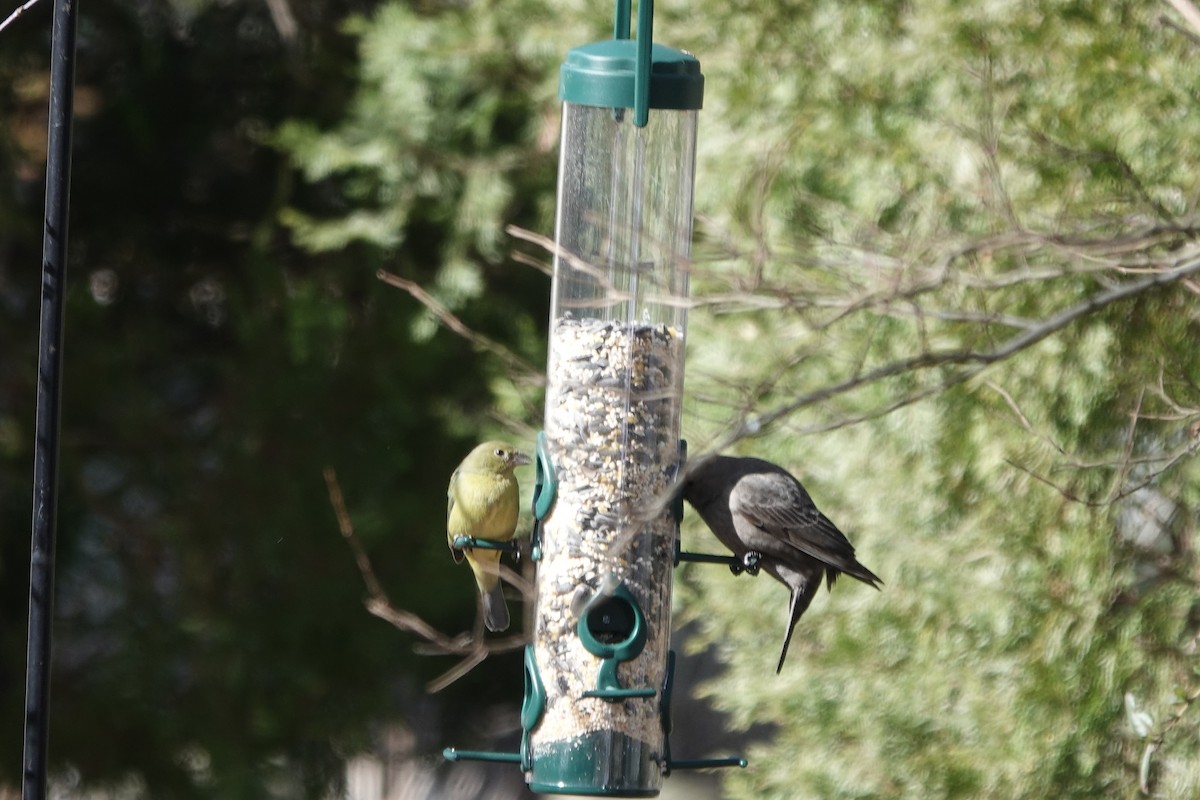 Painted Bunting - ML533925391