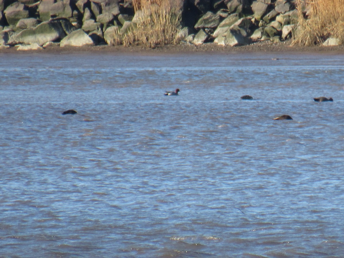 Eurasian Wigeon - John Coyle