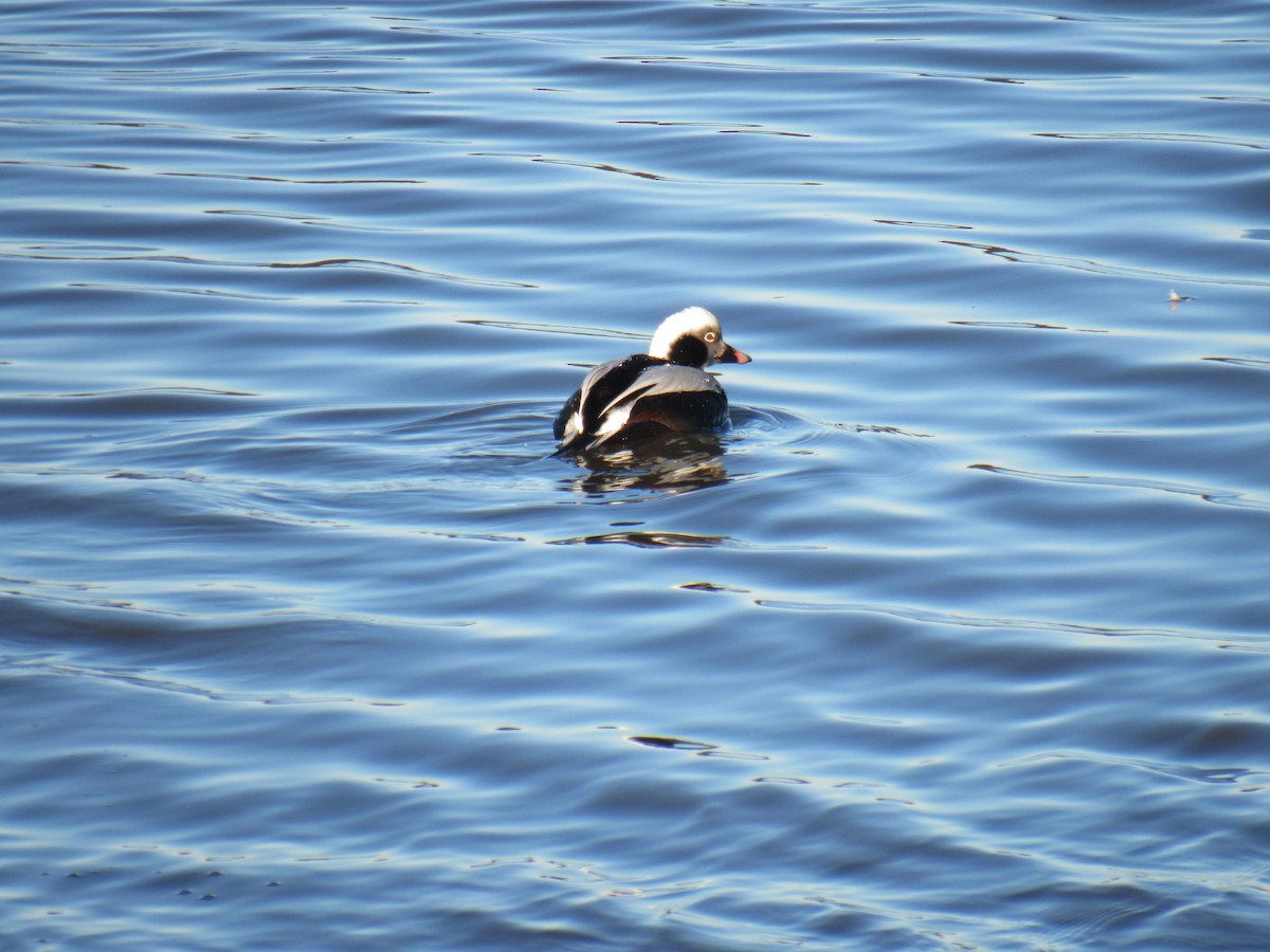 Long-tailed Duck - ML533926271