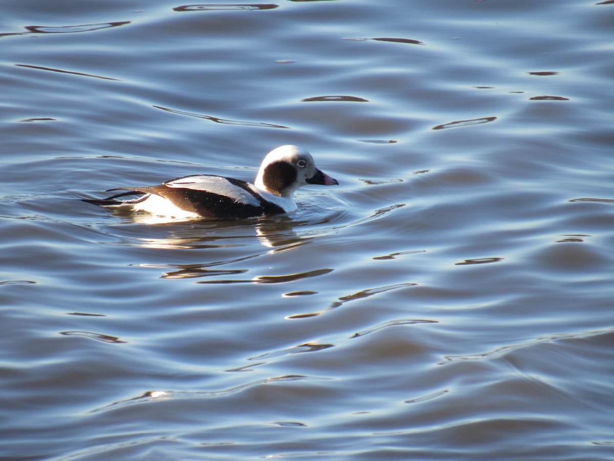 Long-tailed Duck - ML533926281