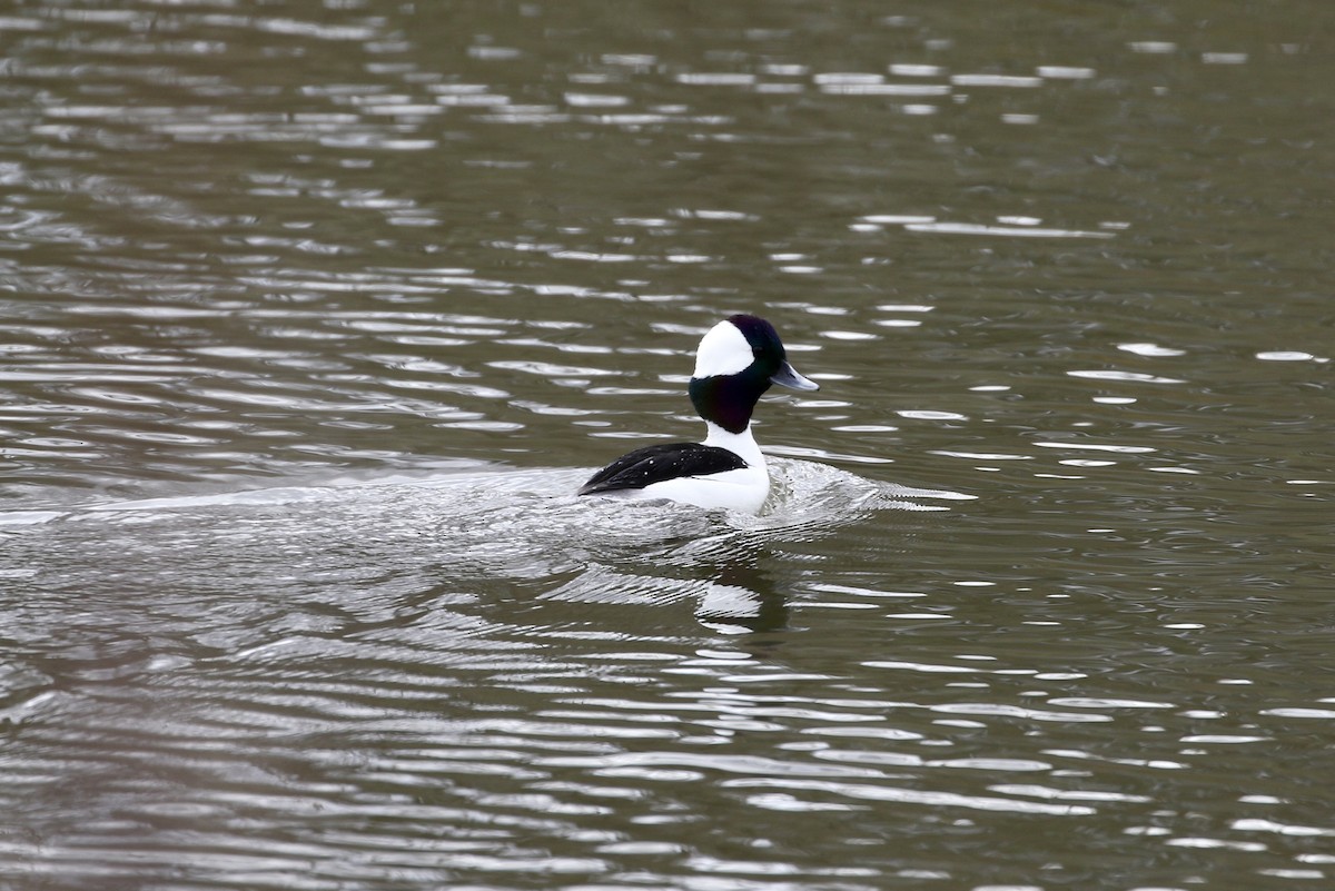 Bufflehead - ML533927491