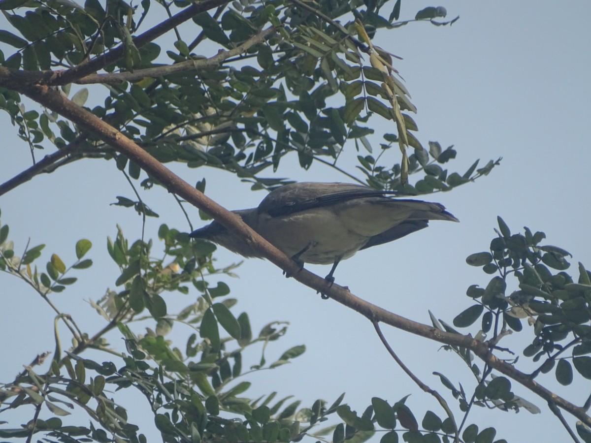 Large Cuckooshrike - Debjit  Mukherjee