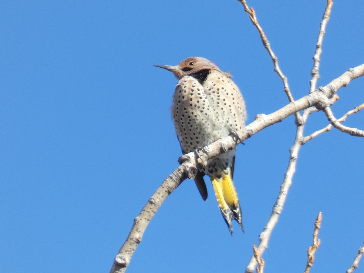 Northern Flicker - ML533929421