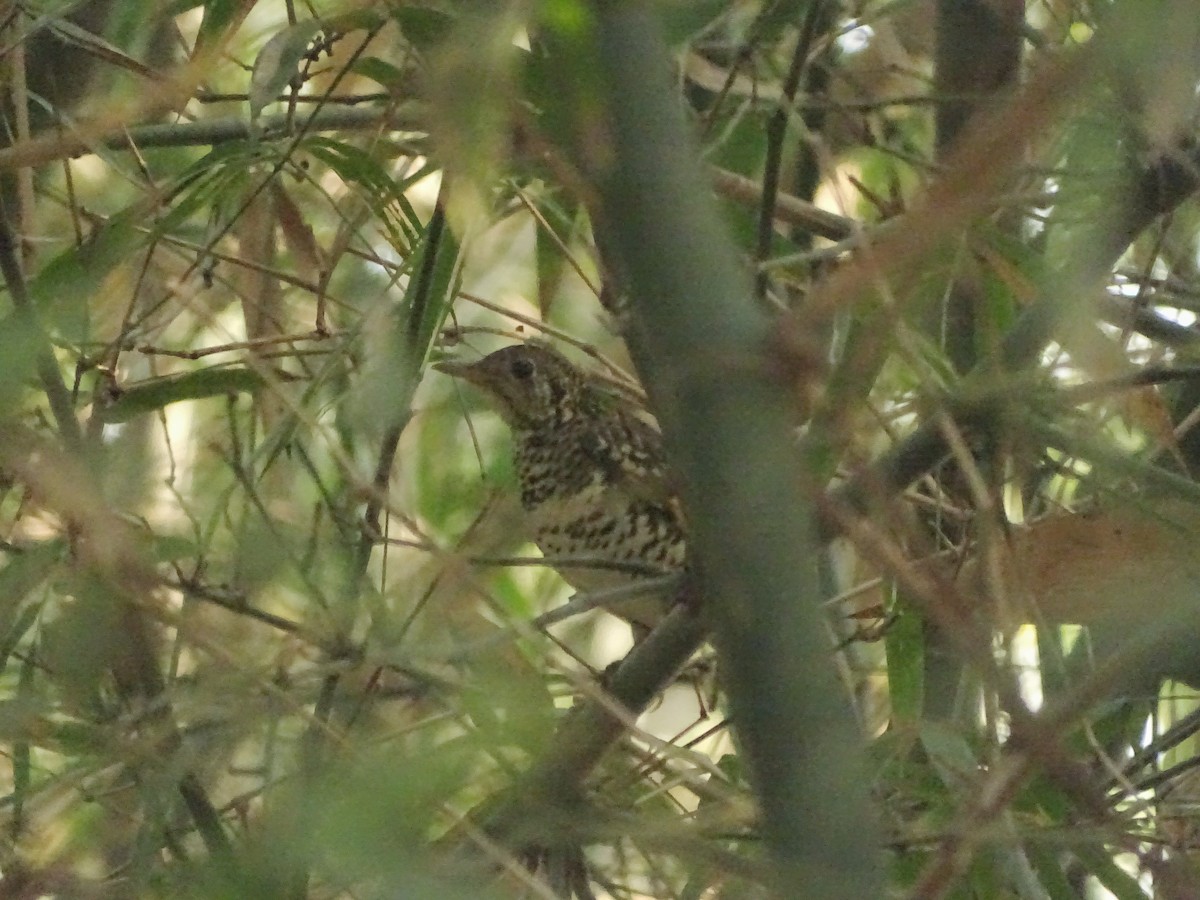 Scaly Thrush - Debjit  Mukherjee