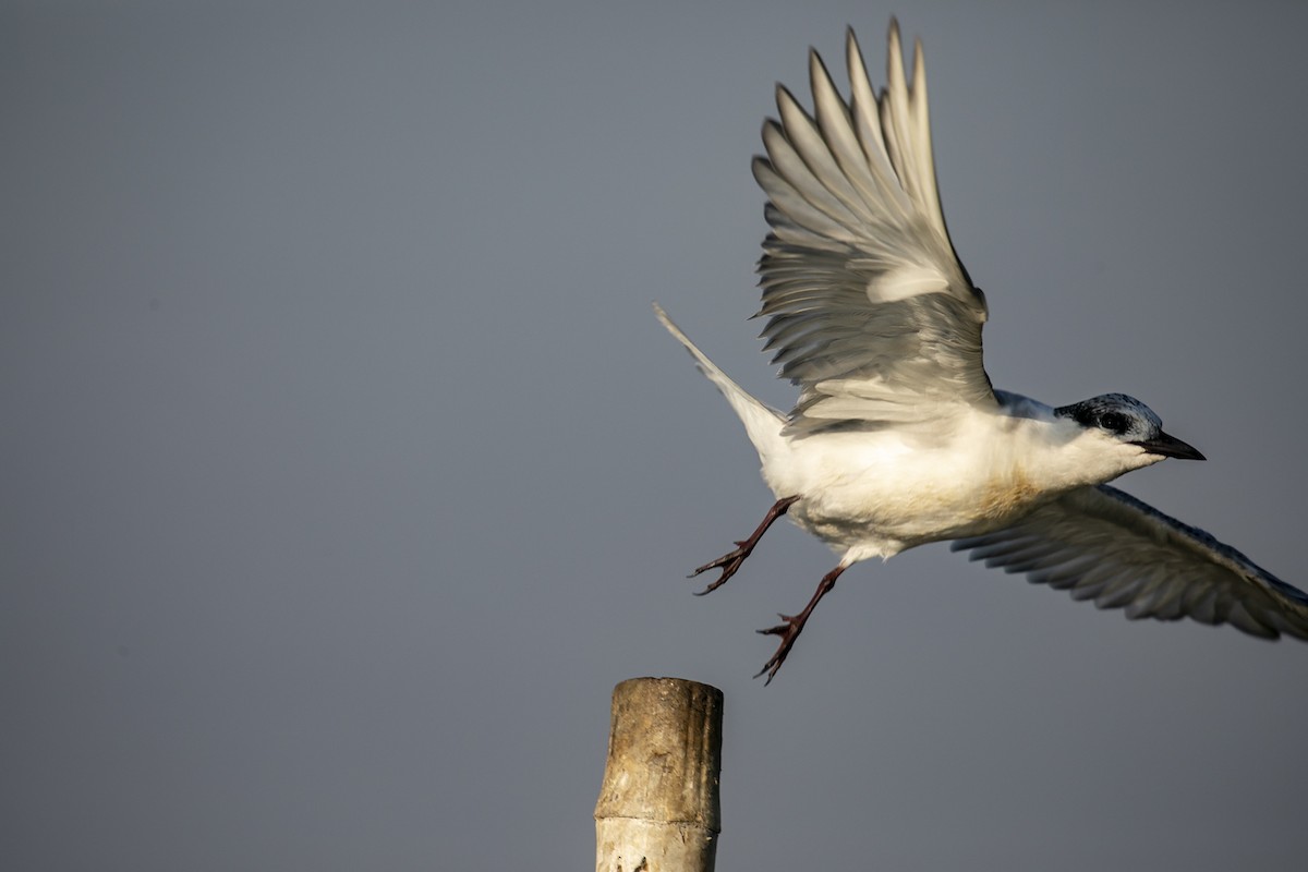 Little Tern - ML533929761