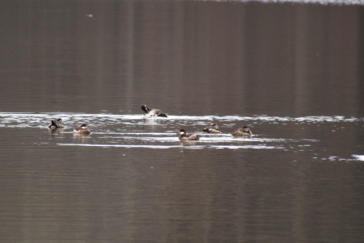 White-winged Scoter - ML533929951