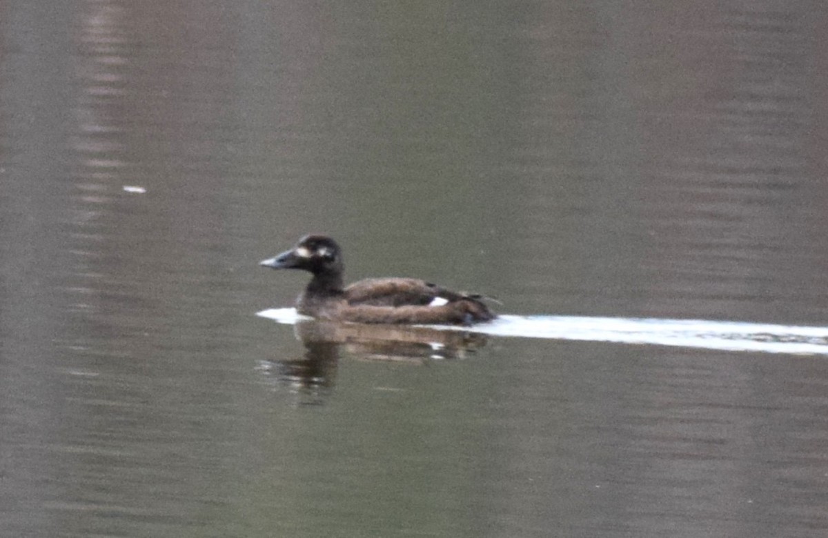 White-winged Scoter - ML533931001