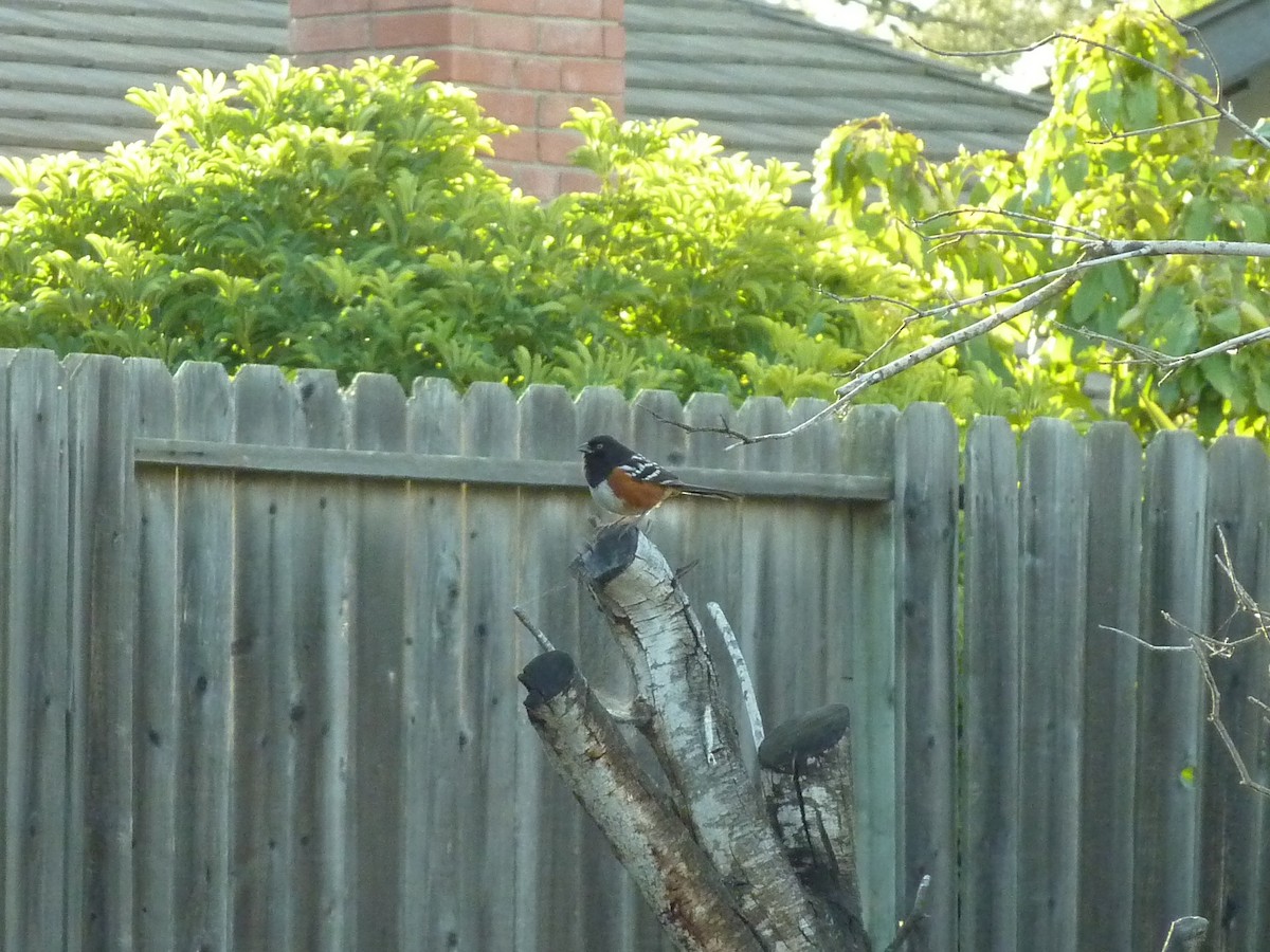 Spotted Towhee - ML533931211