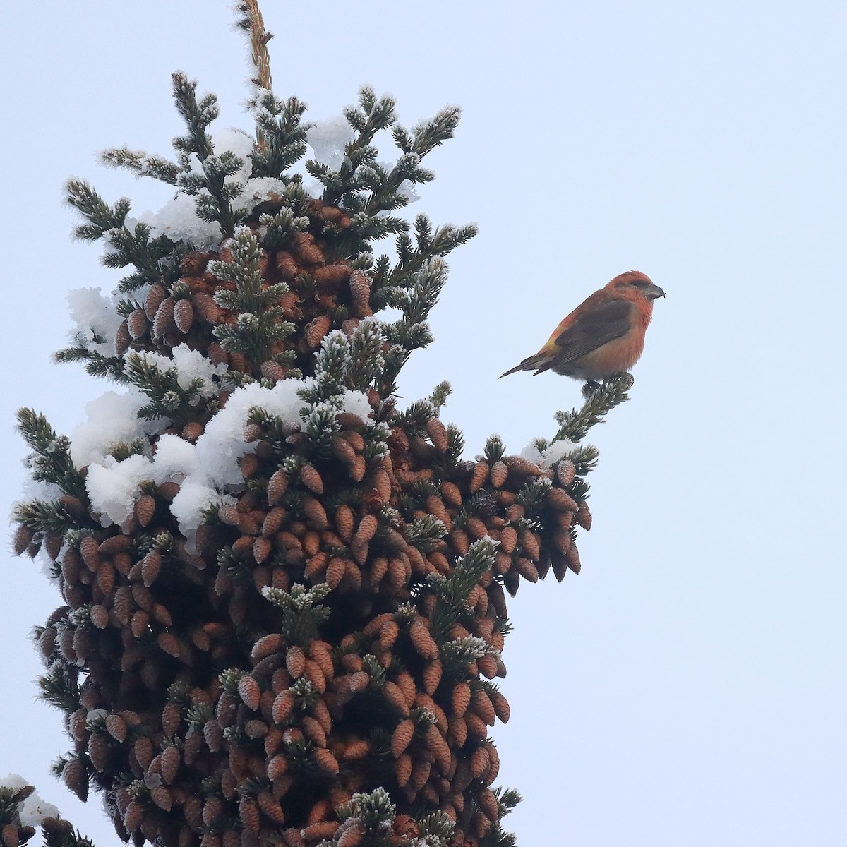 Red Crossbill - ML533931471