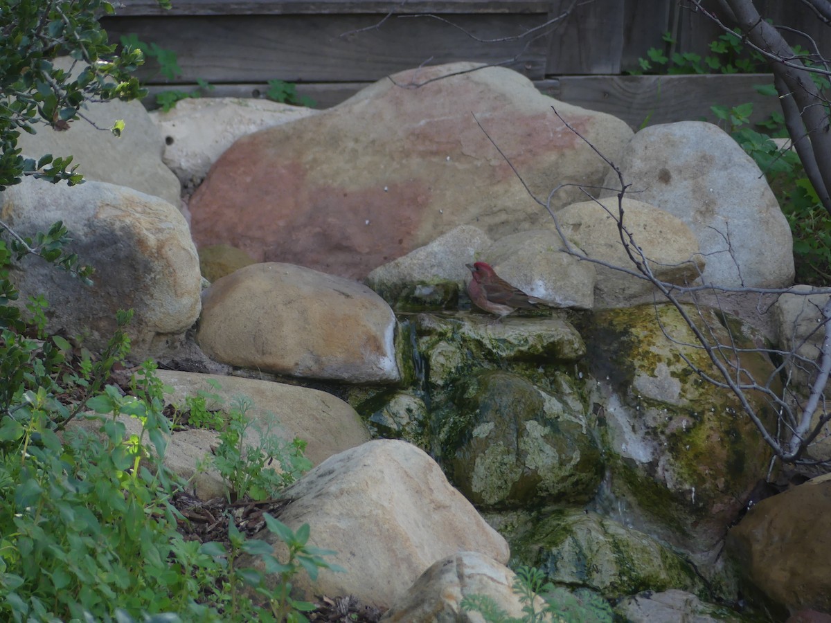 Purple Finch - ML533932351