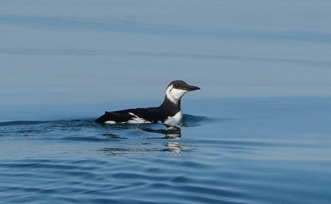 Common Murre - Teri Zambon True