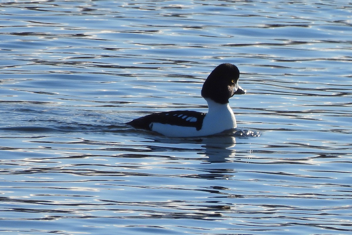 Barrow's Goldeneye - ML533933311