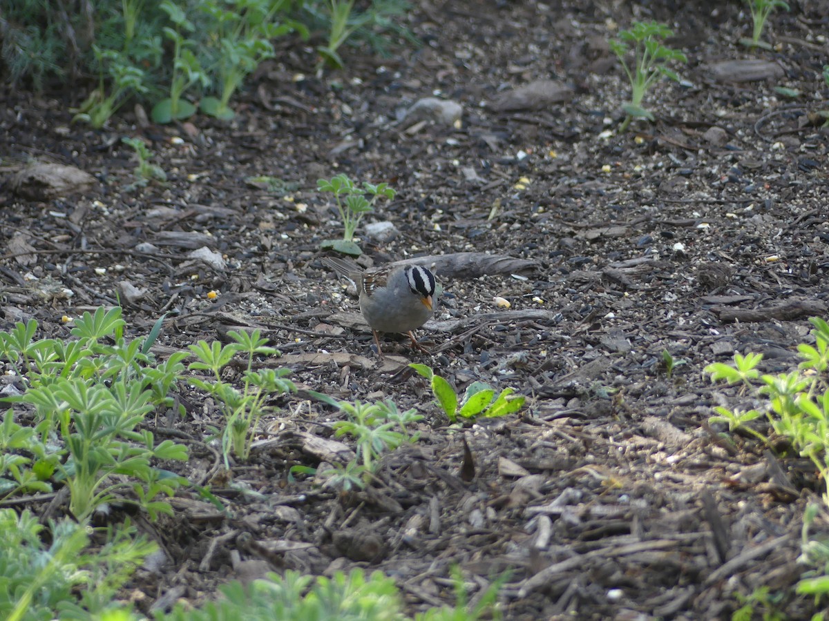 White-crowned Sparrow - ML533933381