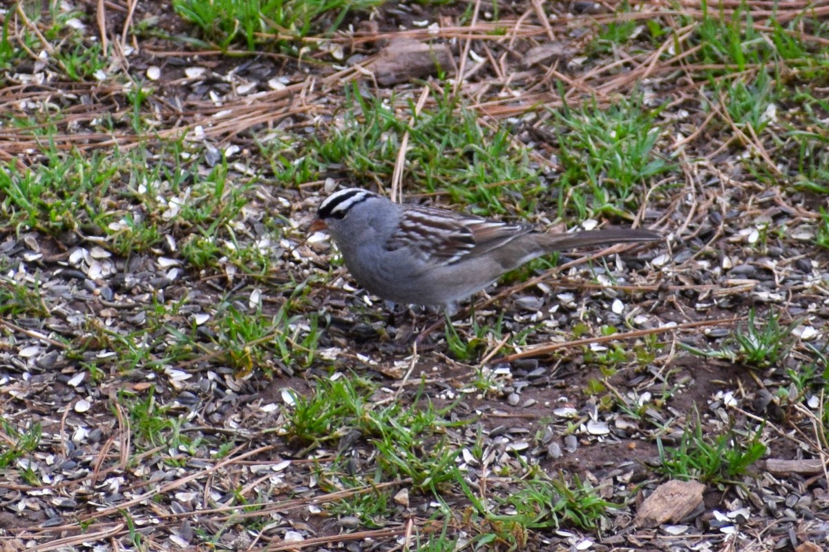 Bruant à couronne blanche - ML533933531