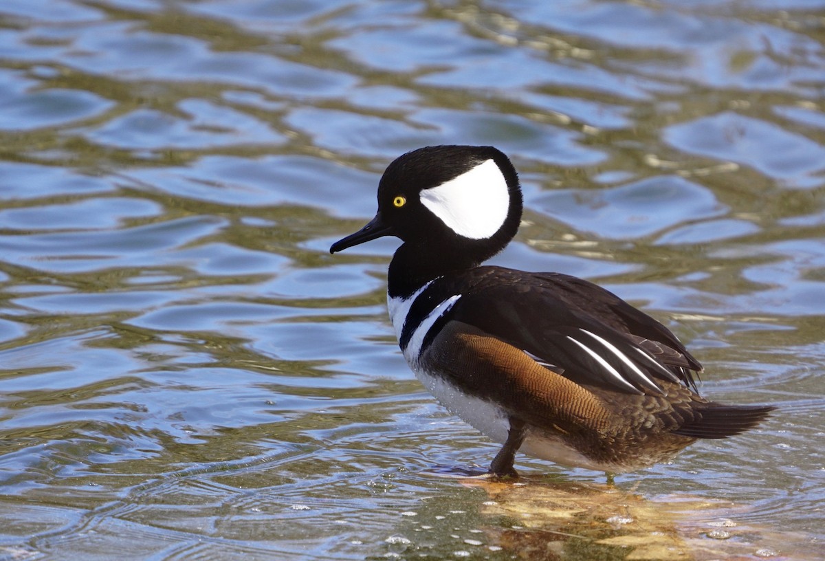 Hooded Merganser - ML533933791