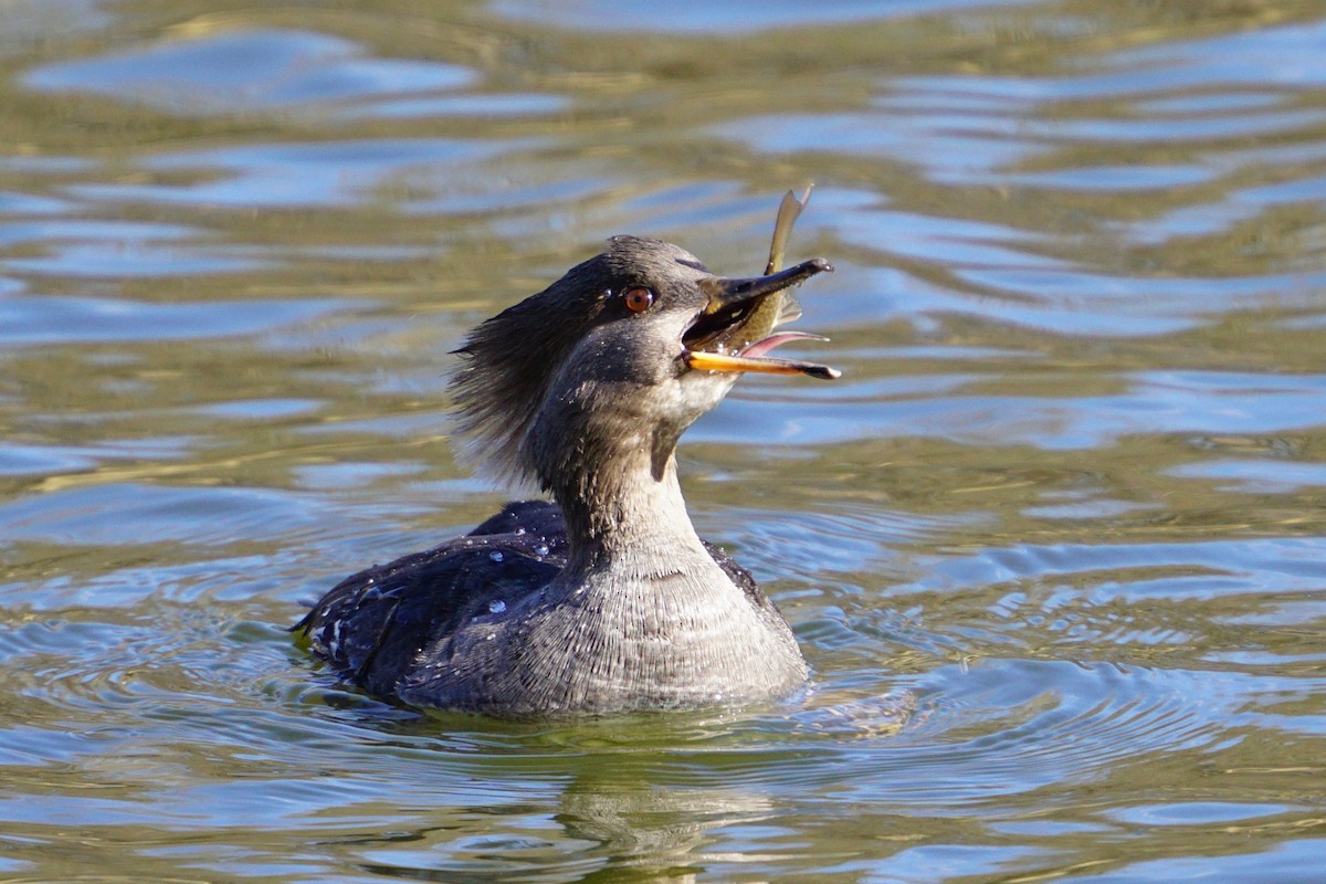 Hooded Merganser - ML533933801