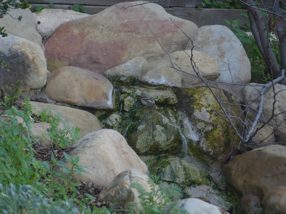 American Goldfinch - ML533933961