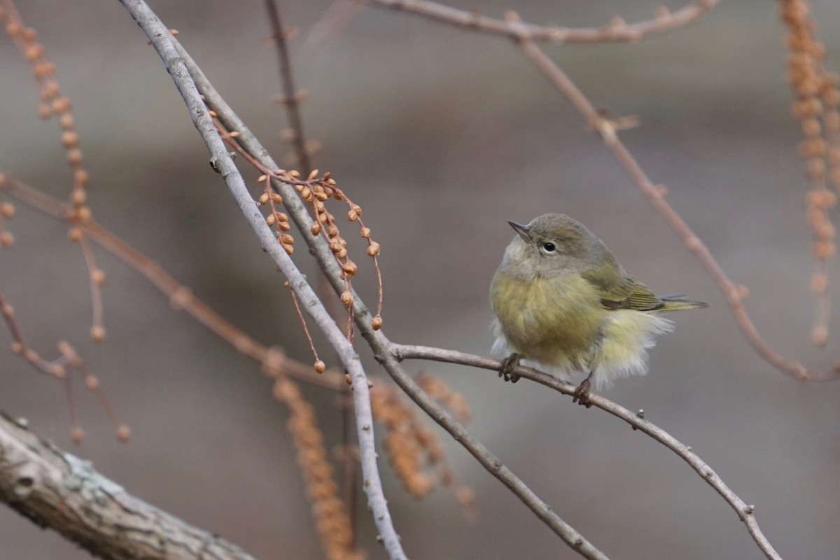 Orange-crowned Warbler - Meg Saunders