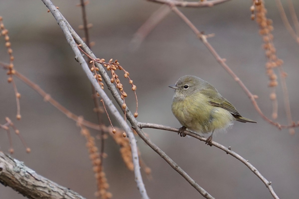 Orange-crowned Warbler - ML533934051