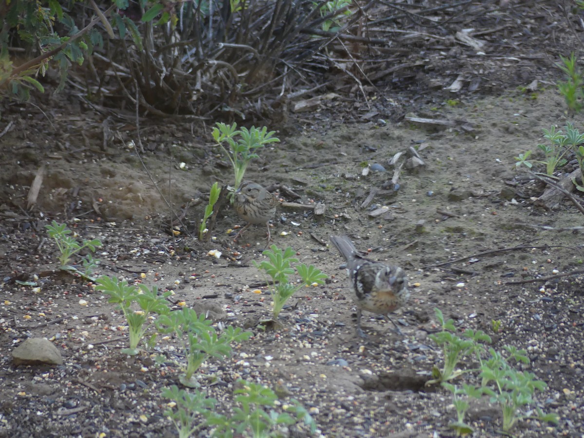 Lincoln's Sparrow - ML533935041
