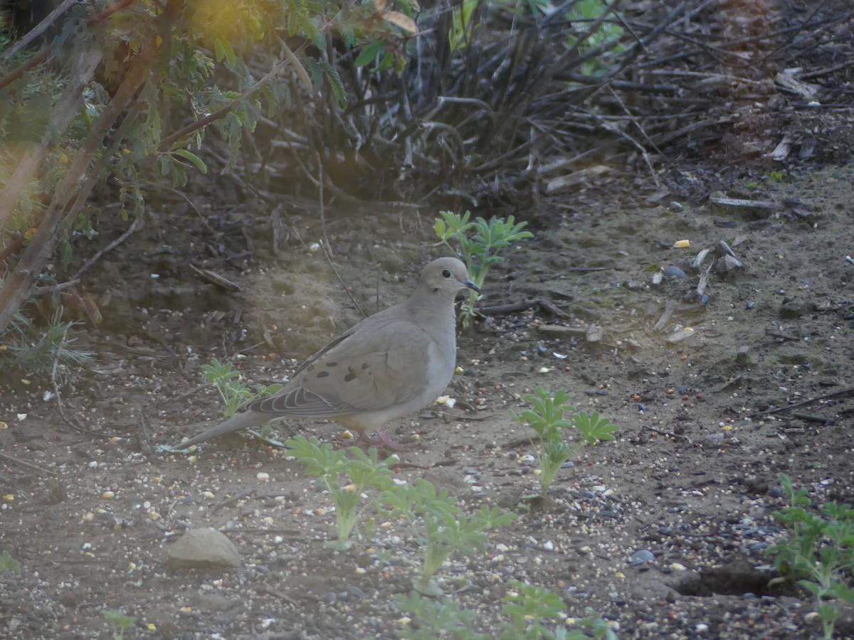 Mourning Dove - ML533935611