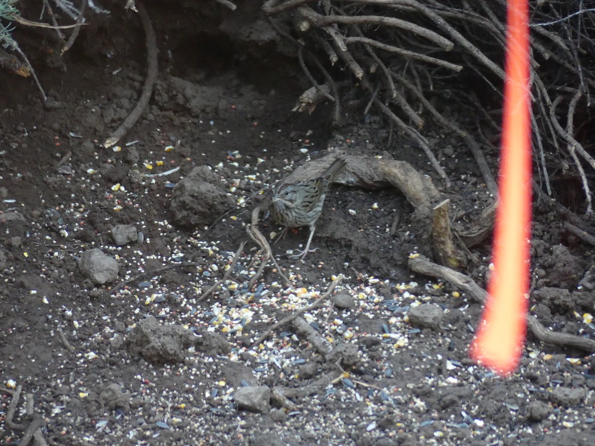Lincoln's Sparrow - ML533935951
