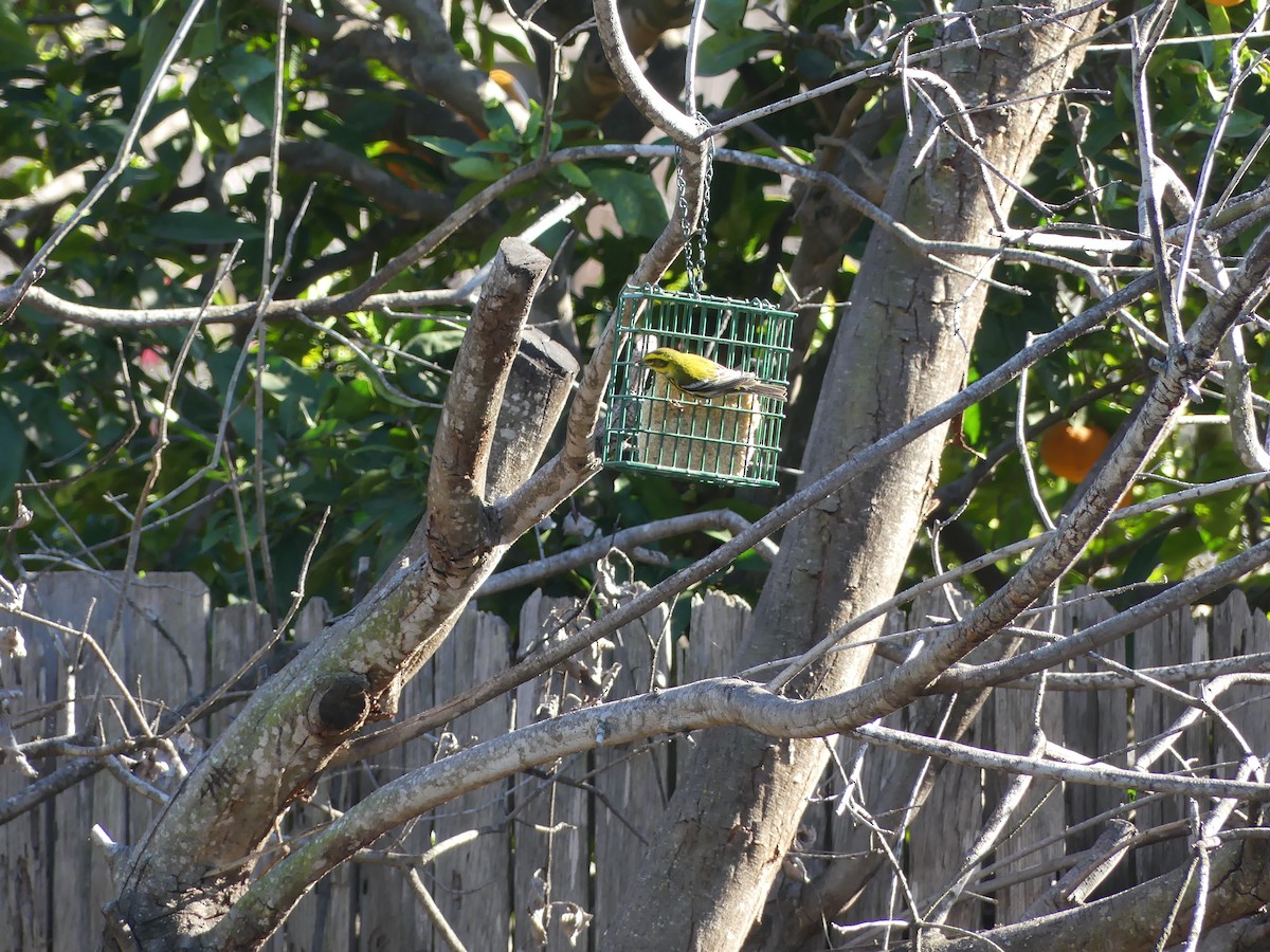 Townsend's Warbler - ML533936351