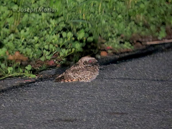 Common Poorwill - ML53393671